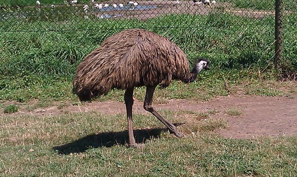 Emu - en rar fugl. Jeg gikk forst - Nina likte ikke at den var like hoy som henne....