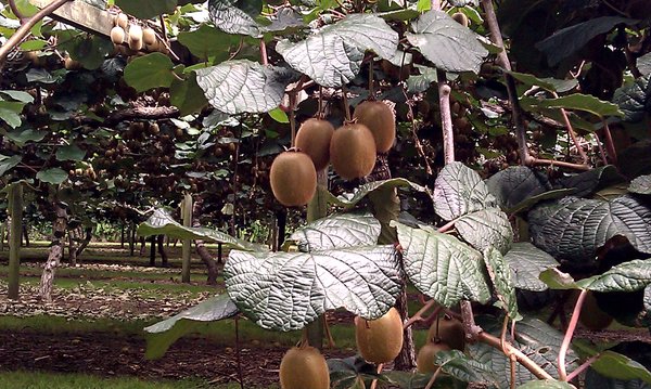 Kiwifrukten eksporteres i store mengder
