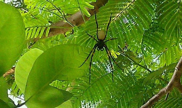 Edderkopp - litt storre enn de vi har hjemme...