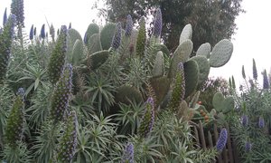 Vakre kaktuser