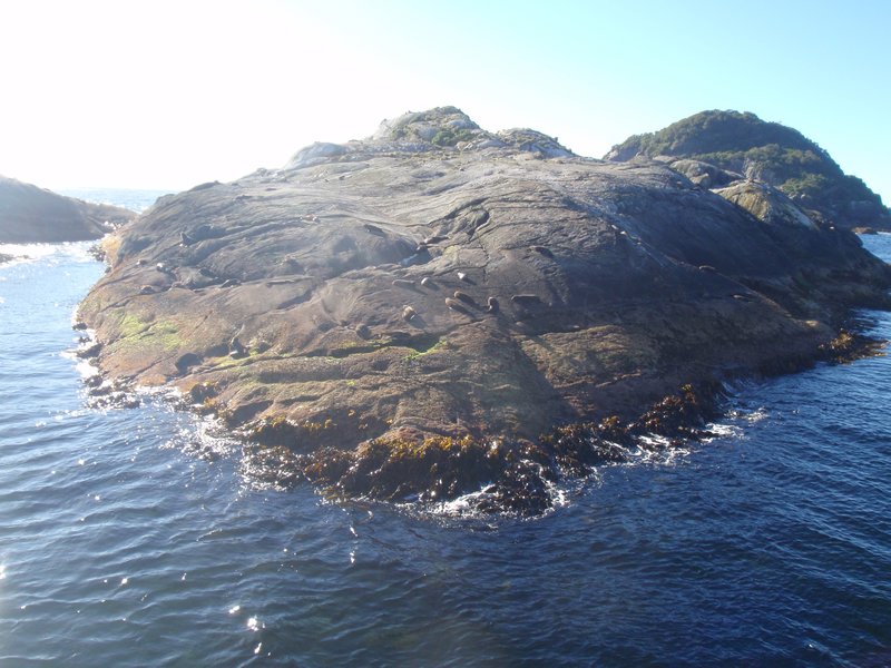 Seal Island in Doubtful Sound