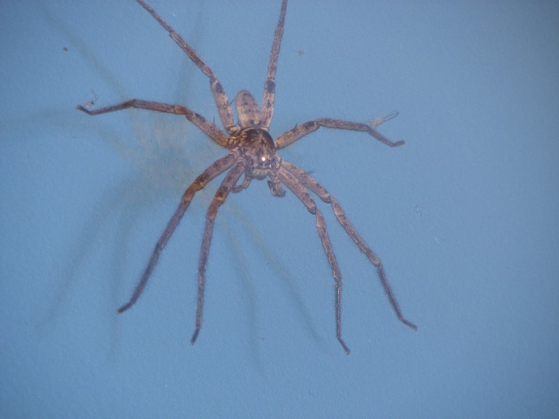 Our pet Huntsman's Spider!