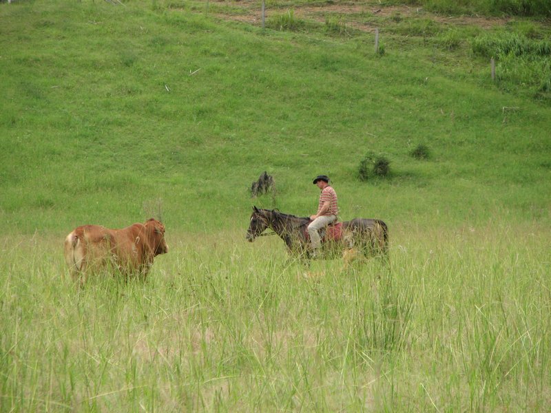 Dad rounding up the cattle.