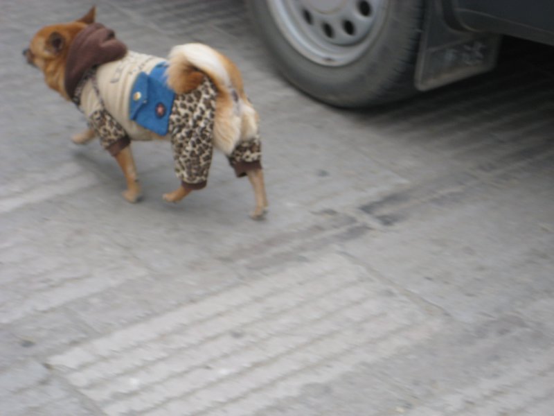 Doggie fashion, Kunming