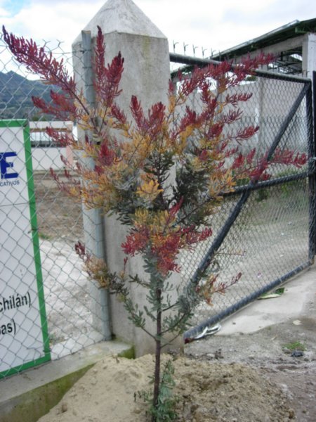 Multicolored tree