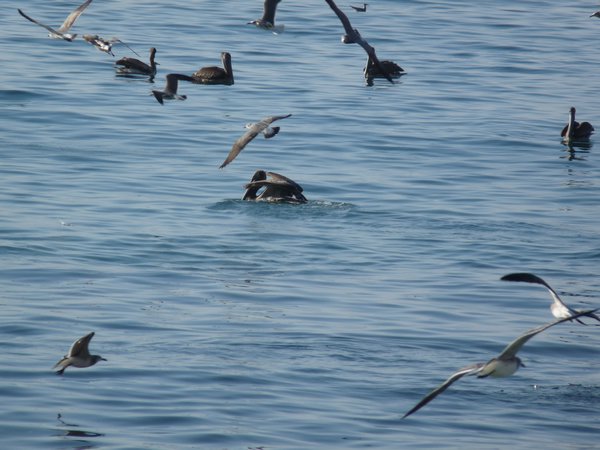 Pelicans and gulls in Acapulco