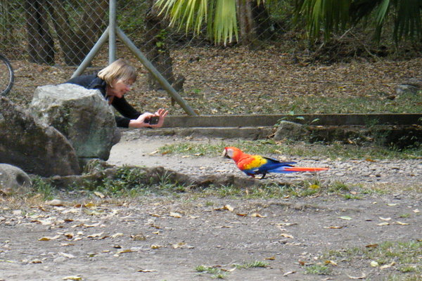 Katy and Honduran macaw