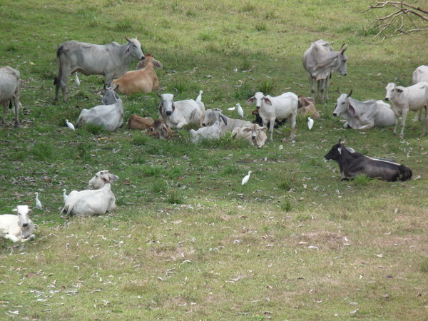 Cattle with egrets