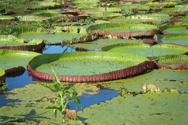 Giant lillypads