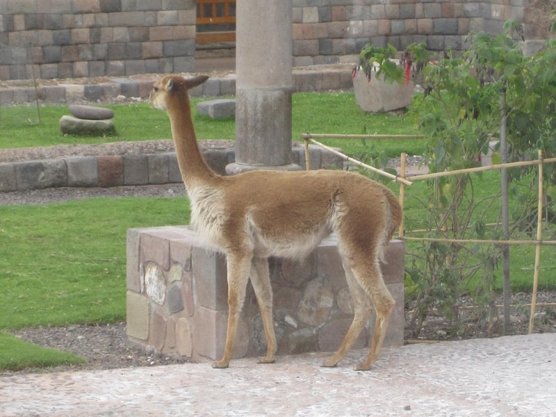 Llama or an Alpaca roaming around in one of the ruins