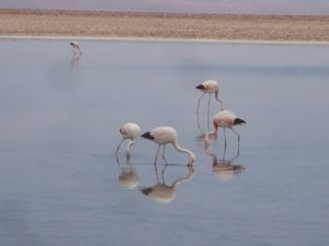 178 Flamingo's proberen wat eetbaars te vinden