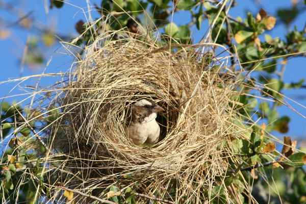 Nesting weaver bird