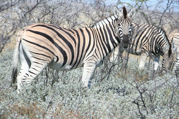 Zebras Etosho National Park