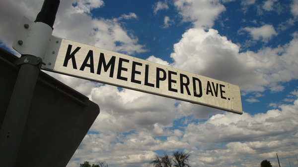Kameelperd means camel horse means giraffe