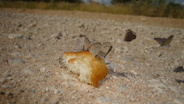 Small butterflies on bread