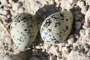 bird eggs Etosha salt pan