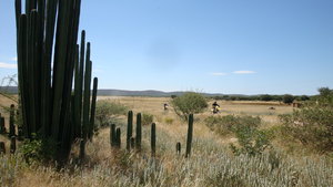 Between cactus