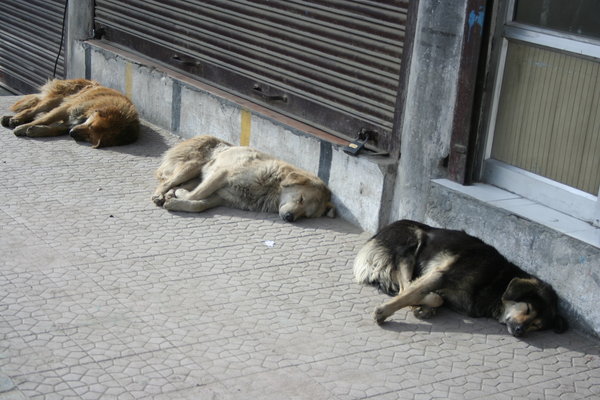 Lazy dogs in Leh