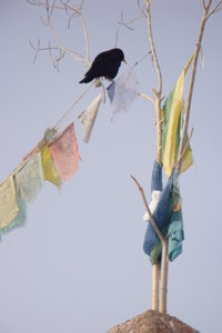 bird with prayer flags