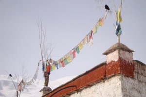 Birds and prayer flags