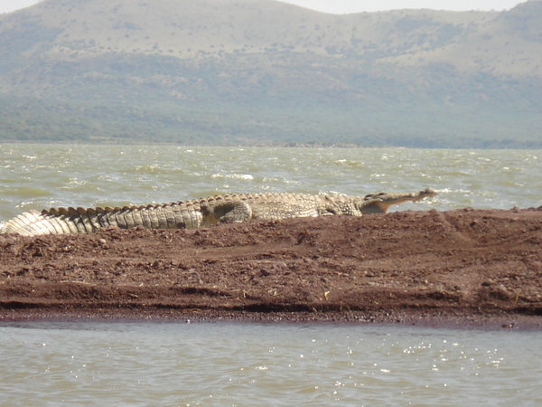 Crocodile market Lake Shamo