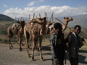 Camel herds