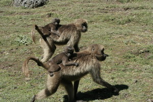 Monkey race Gelada baboons