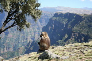 Gelada baboon Simien Mountains