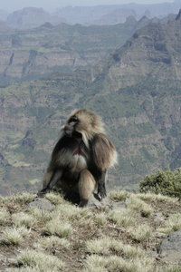 Gelada baboon Simien Mountains