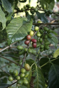 Coffee plant Lake Tana