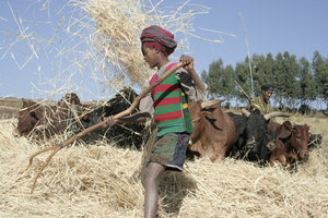 Boy threshing with bufalos
