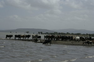 Cattle at Lake Koka