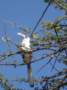 Hornbill at Lake Ziway