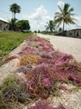 Seaweed drying Zanzibar