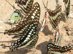 Butterflies drinking minarals