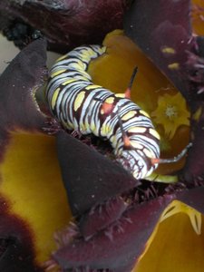 Caterpillar on flower