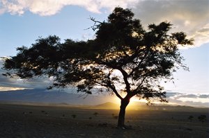 Acacia tree sunrise