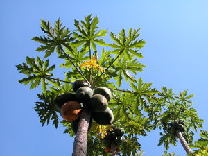 Papaya tree