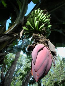 Flowering banana plant