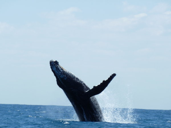 Jumping humpback whale Indian Ocean