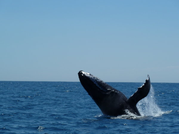 Jumping humpback whale Indian Ocean