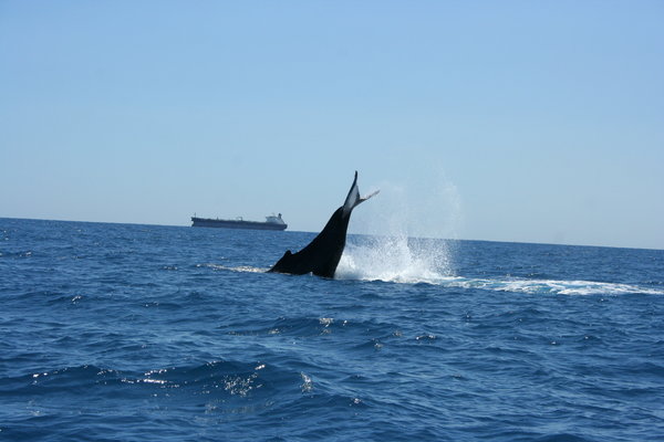 Tail fin humpback whale Indian Ocean