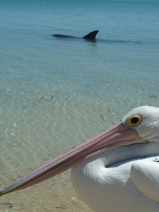 Pelican and dolphin