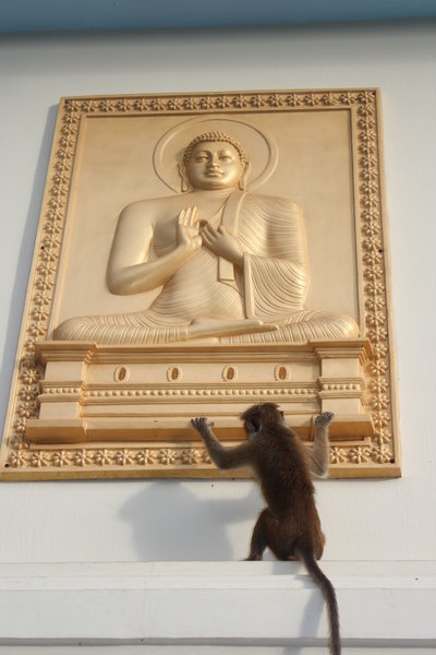 Monkey worshipping Buddha, Golden Temple Dambulla