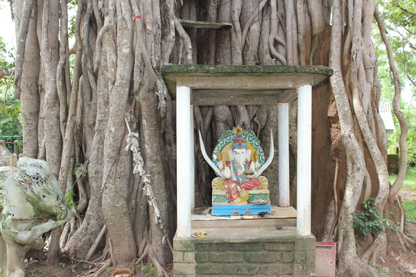 Boddha tree with Ganesha, Pidurangala