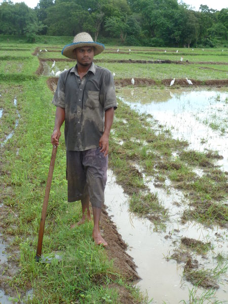 Farmer in rice paddy