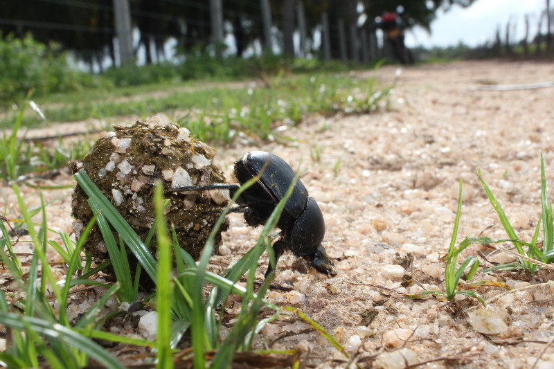Dung beetle near Pigeon Island