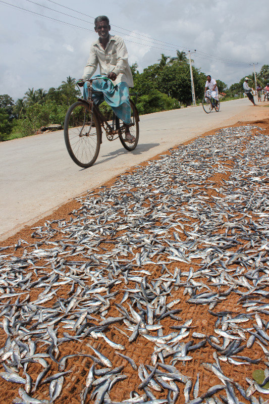 Drying fish along the road near Trincomalee