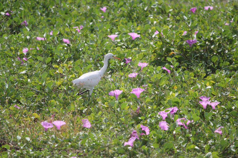 Egret tussen lotusbloemen