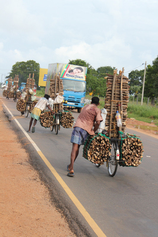 Incredible wood transport by bicycle near Eravur